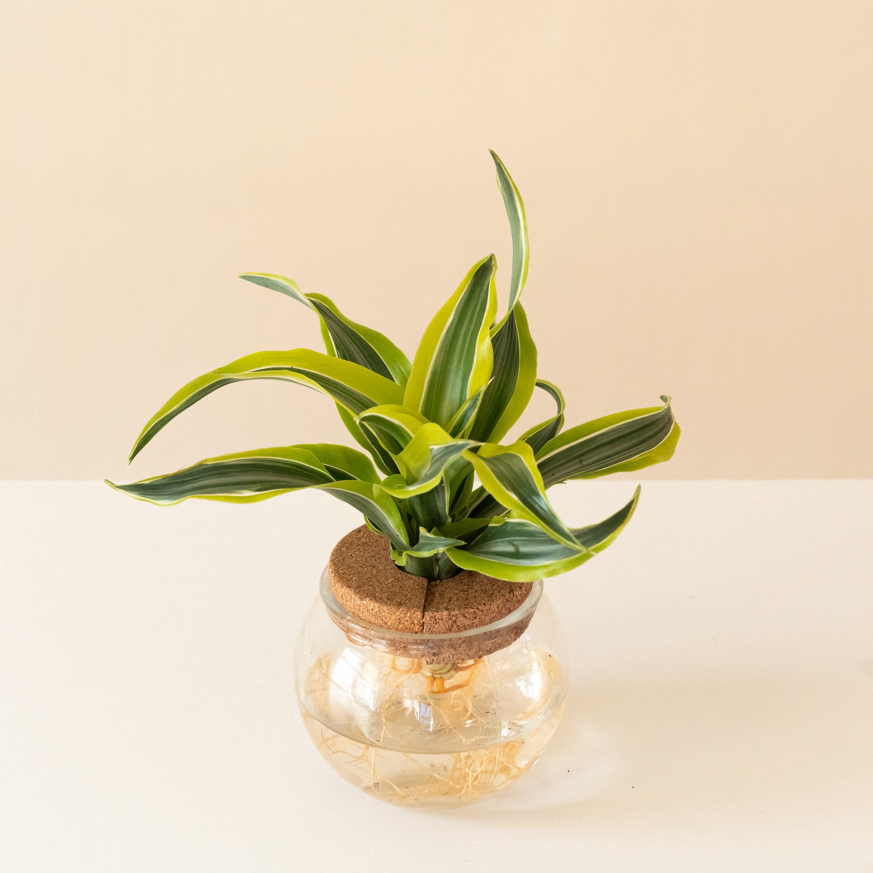 submerged relics bananacle plant in a decorative pot with green leaves