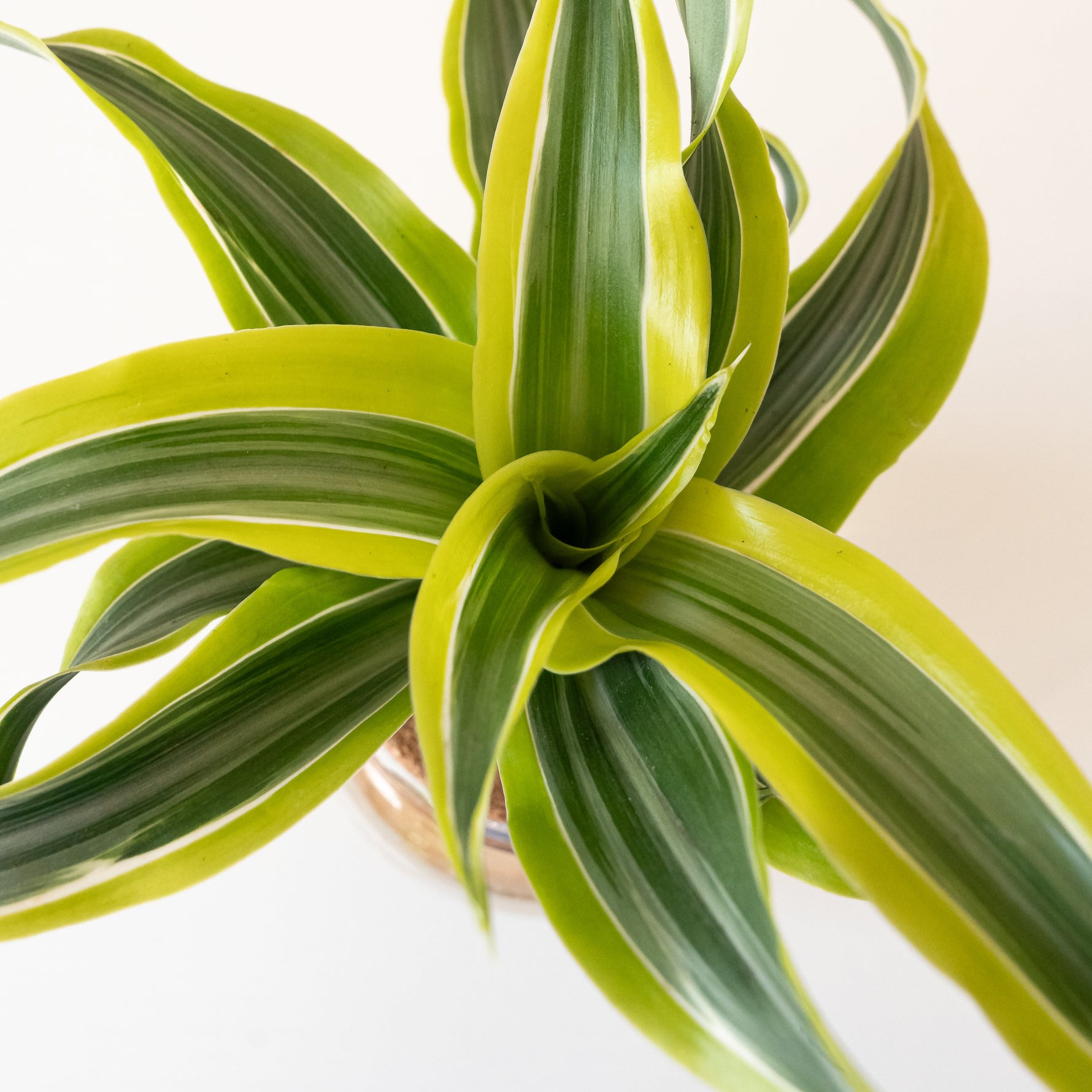 leafjoy® indoor potted snake plant with vibrant green leaves