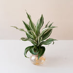 Submerged Relics Silver Sea Monkey plant from leafjoy in a decorative pot