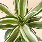 leafjoy® snake plant in a modern ceramic pot with lush green leaves