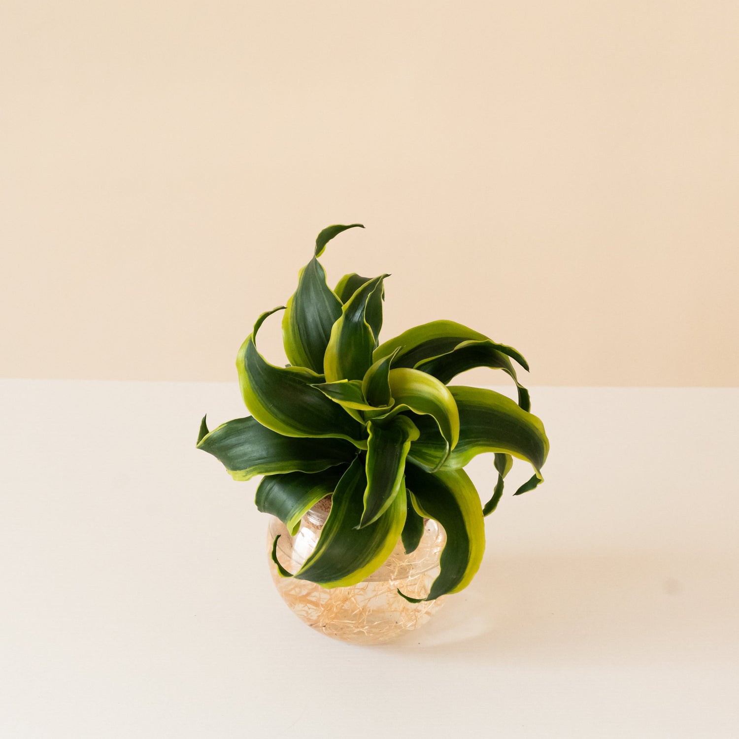 Submerged Relics Stingray Star plant with unique leaf patterns in a pot