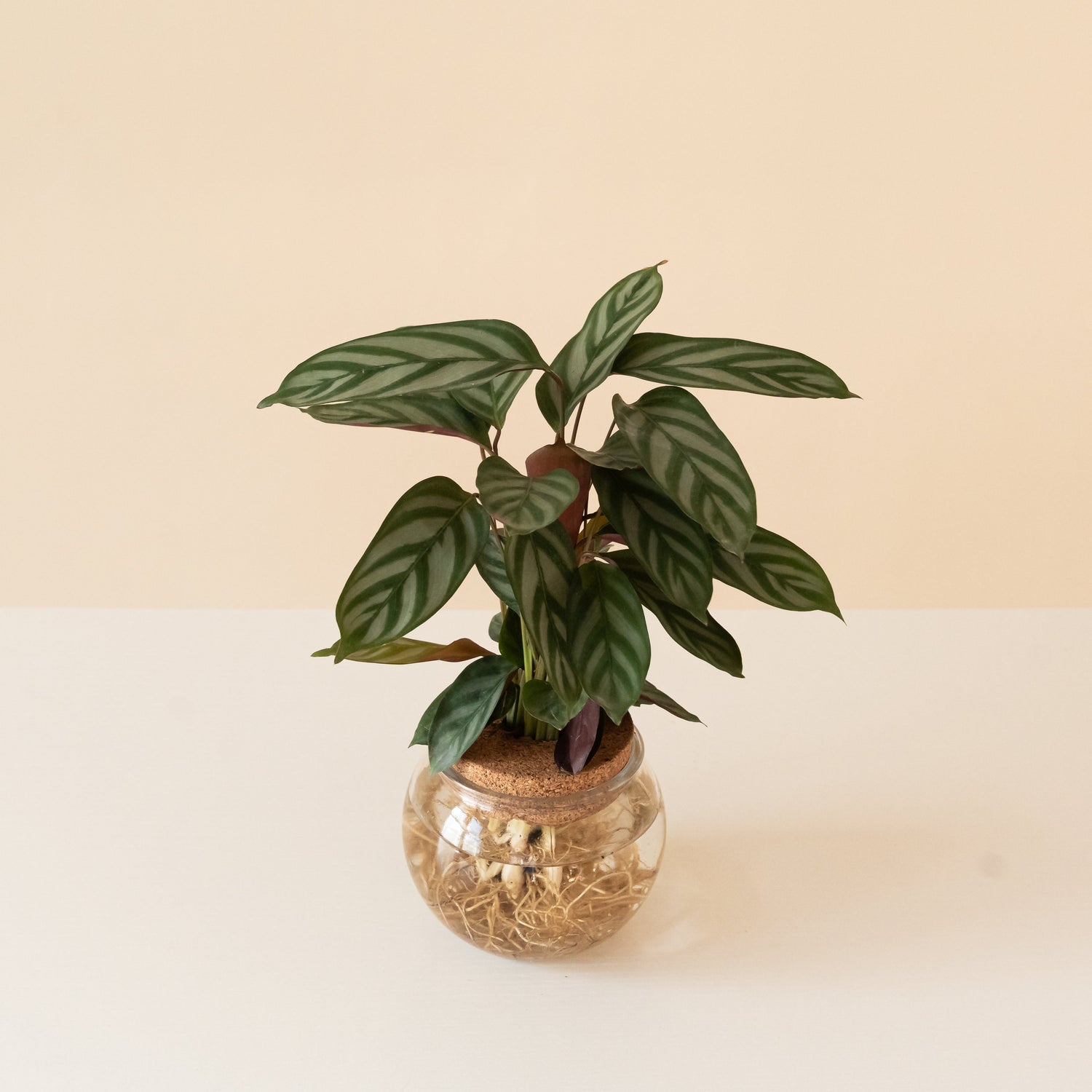 Sweet Dreams® First Frost™ plant with lush green leaves in a decorative pot.