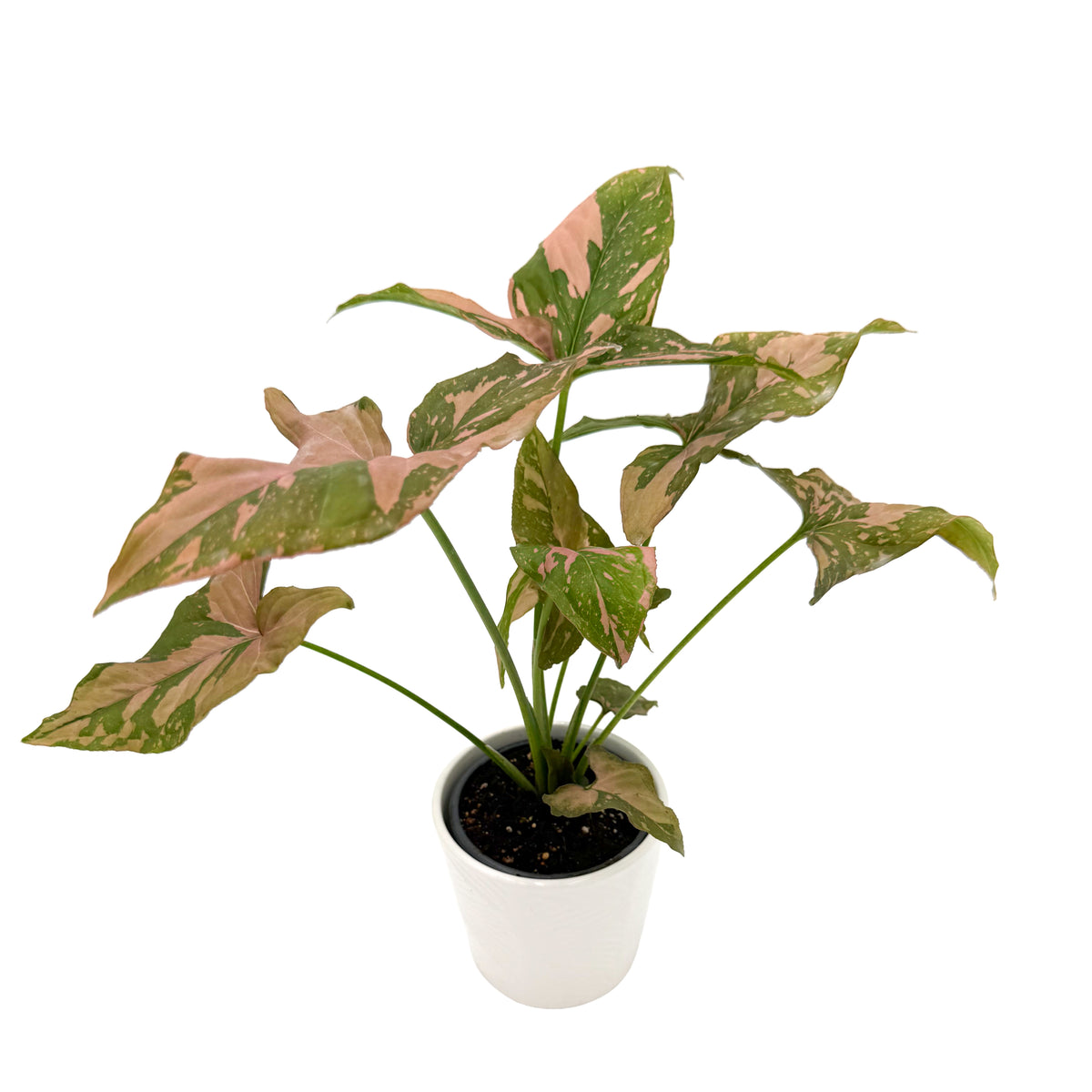 leafjoy Syngonium Falling Arrows Pink Splash 9cm in a white ceramic, angled view