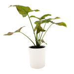 leafjoy Syngonium Falling Arrows Pink Splash 9cm in a white ceramic, side view