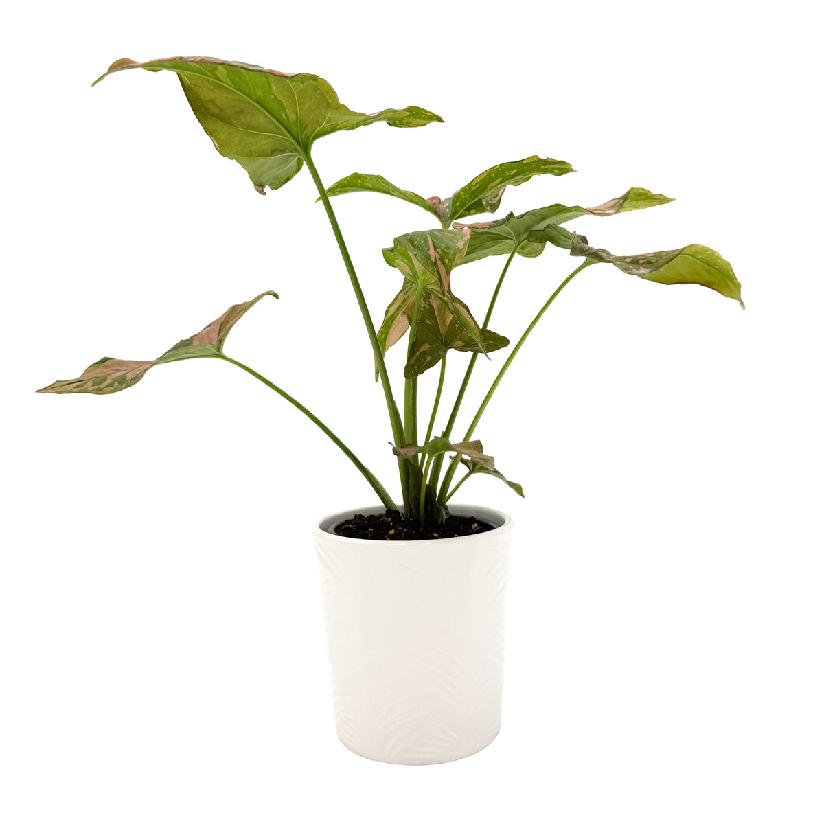 leafjoy Syngonium Falling Arrows Pink Splash 9cm in a white ceramic, side view
