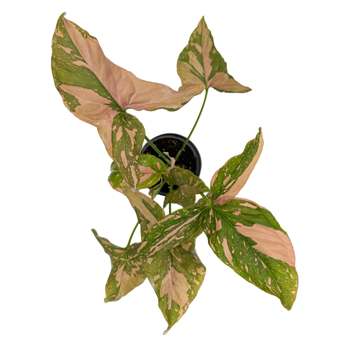 leafjoy Syngonium Falling Arrows Pink Splash 9cm in a white ceramic, top view