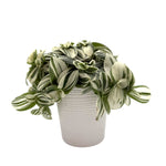 leafjoy Tradescantia New Vogue Feeling Frosty 12cm in a white ceramic, side view