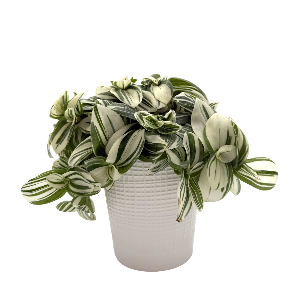 leafjoy Tradescantia New Vogue Feeling Frosty 12cm in a white ceramic, side view