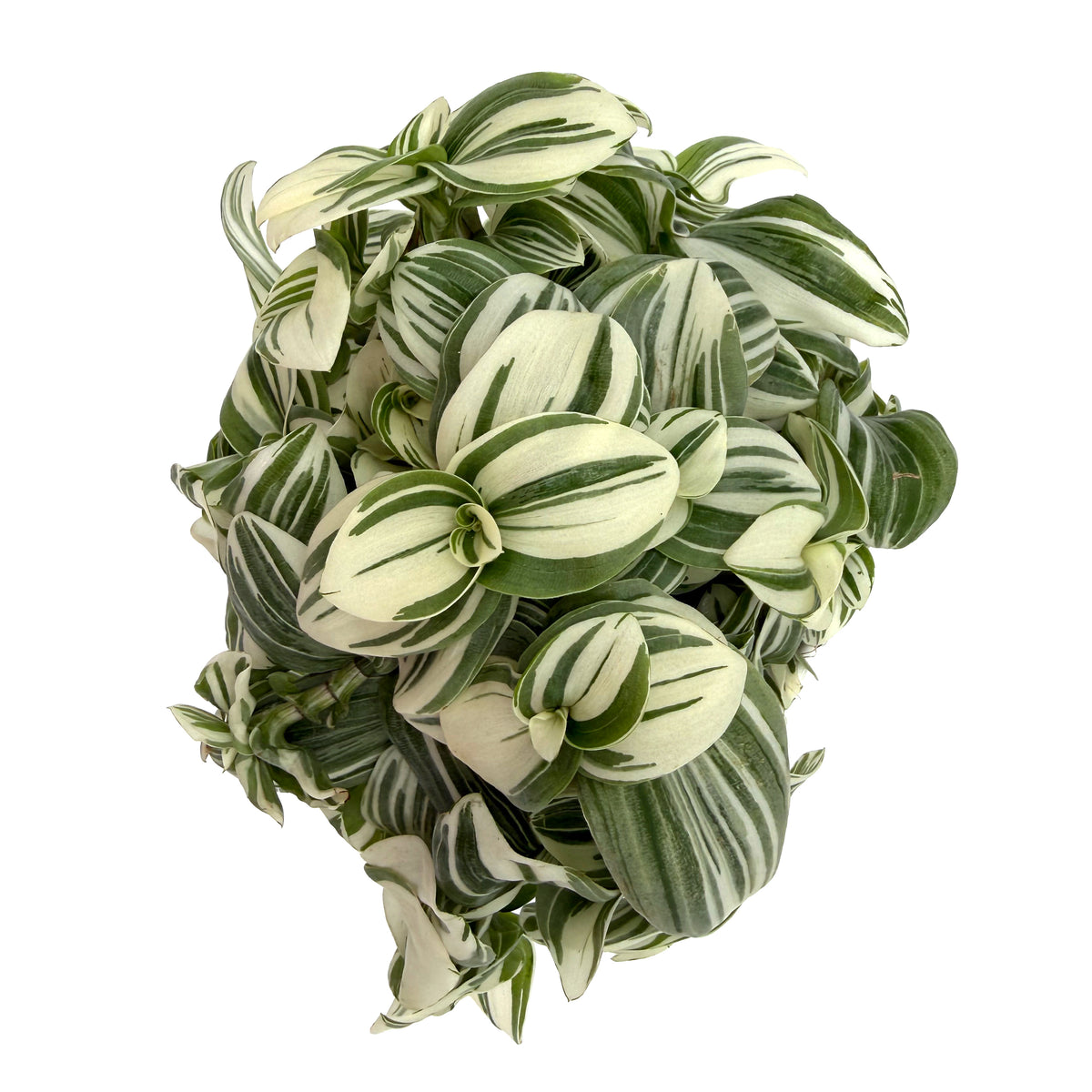 leafjoy Tradescantia New Vogue Feeling Frosty 12cm in a white ceramic, top view