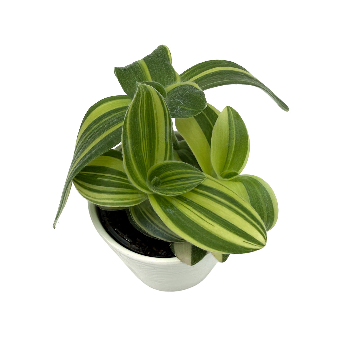 leafjoy Tradescantia New Vogue Feeling Trendy 9cm in a white ceramic, angled view