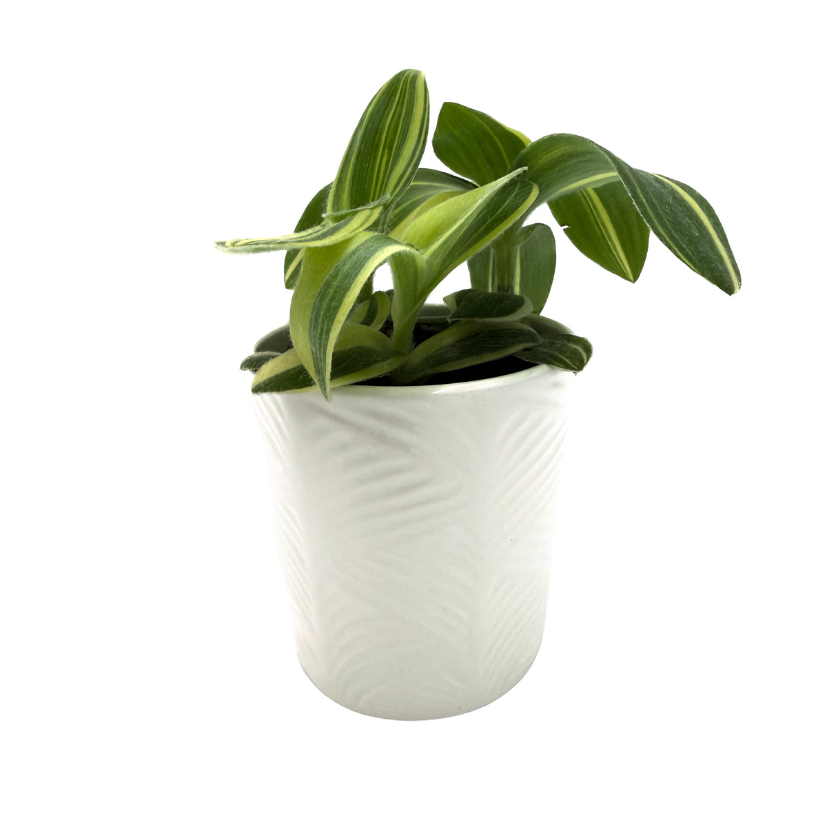 leafjoy Tradescantia New Vogue Feeling Trendy 9cm in a white ceramic, side view