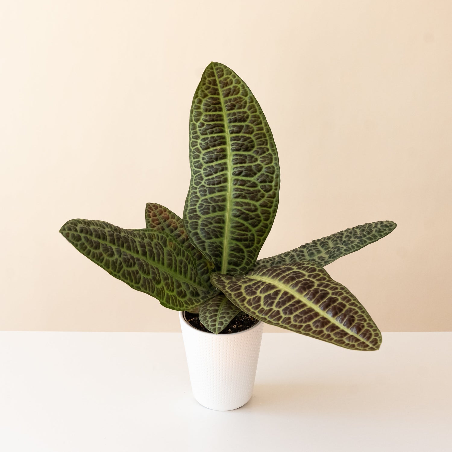 Tropical Tapestry KuraKura plant with lush green leaves in a decorative pot