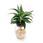 leafjoy Submerged Relics Silver Sea Monkey dracaena growing in water in a corked glass venti jar, front view