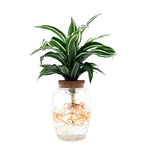leafjoy Submerged Relics Silver Sea Monkey dracaena growing in water in a corked glass venti jar, side view