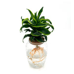 leafjoy Submerged Relics Stingray Star dracaena growing in water in a corked glass venti jar, front view