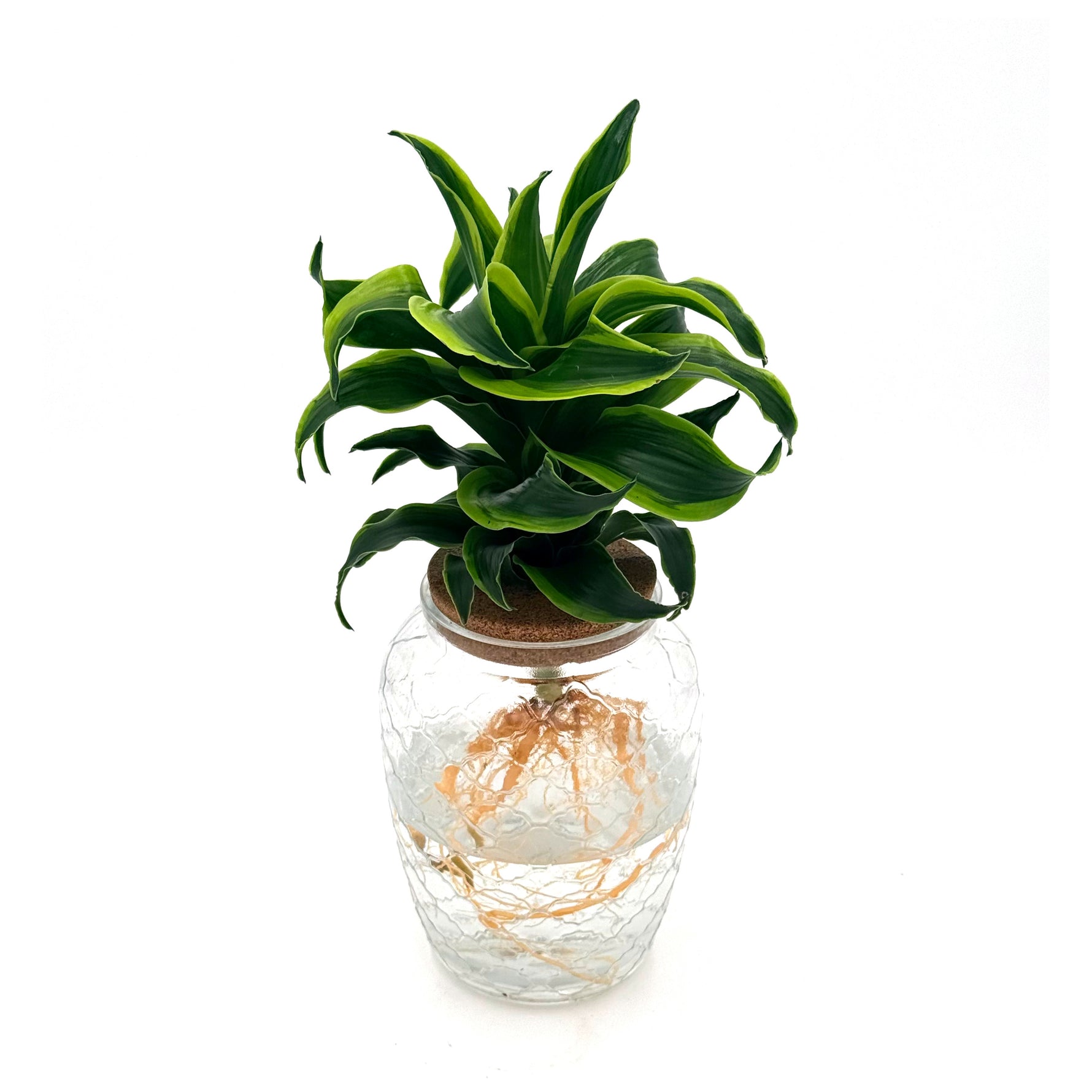 leafjoy Submerged Relics Stingray Star dracaena growing in water in a corked glass venti jar, front view