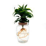 leafjoy Submerged Relics Stingray Star dracaena growing in water in a corked glass venti jar, side view