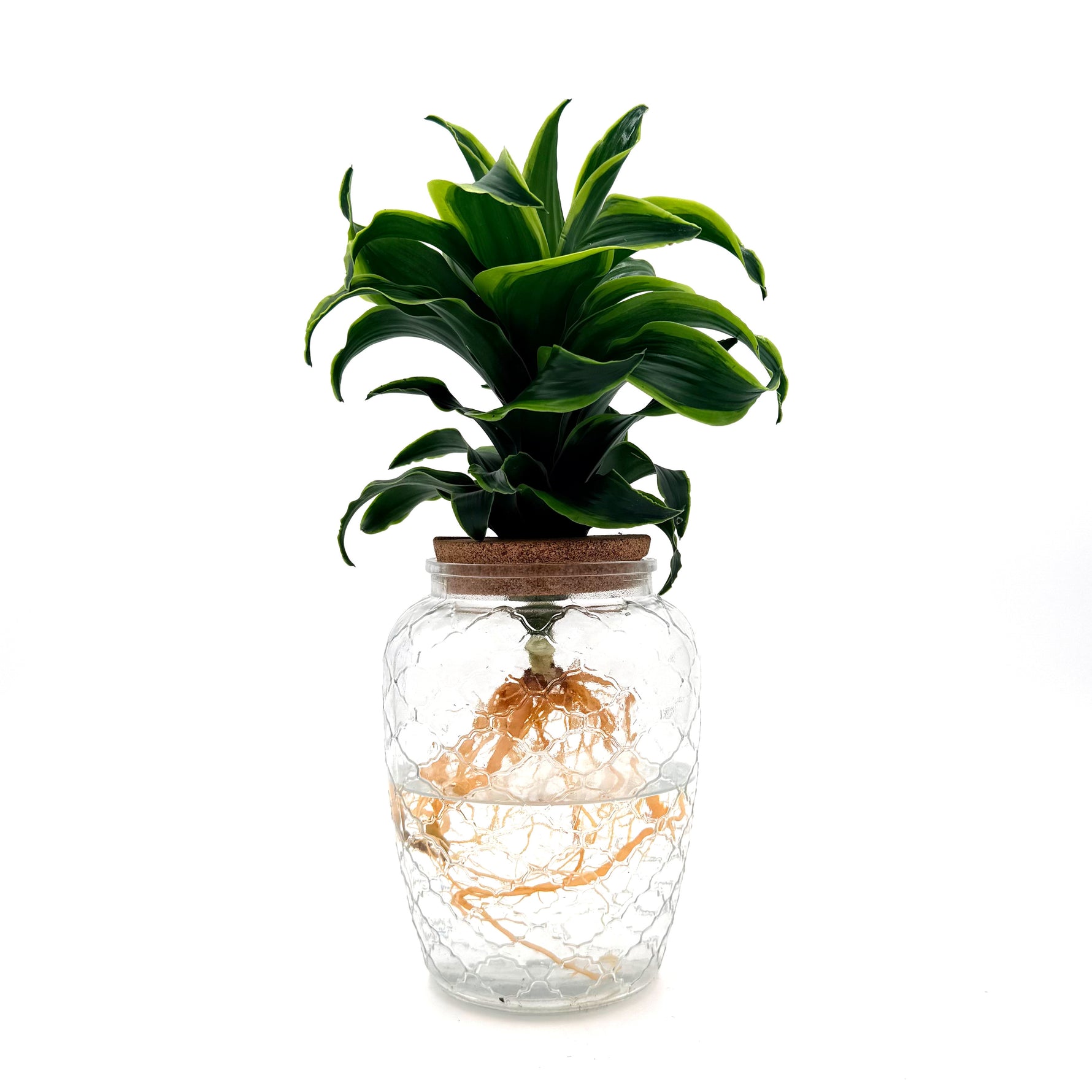 leafjoy Submerged Relics Stingray Star dracaena growing in water in a corked glass venti jar, side view