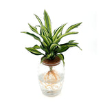 leafjoy Submerged Relics Urban Urchin dracaena growing in water in a corked glass venti jar, front view