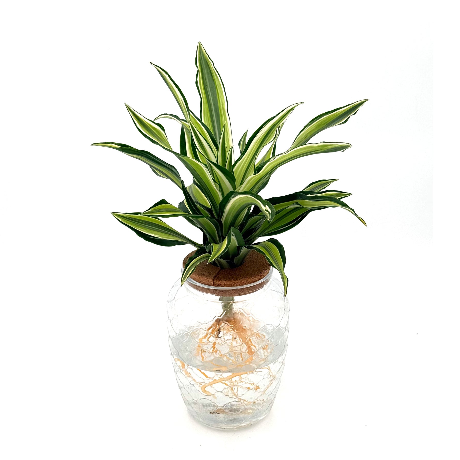 leafjoy Submerged Relics Urban Urchin dracaena growing in water in a corked glass venti jar, front view