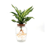 leafjoy Submerged Relics Urban Urchin dracaena growing in water in a corked glass venti jar, side view