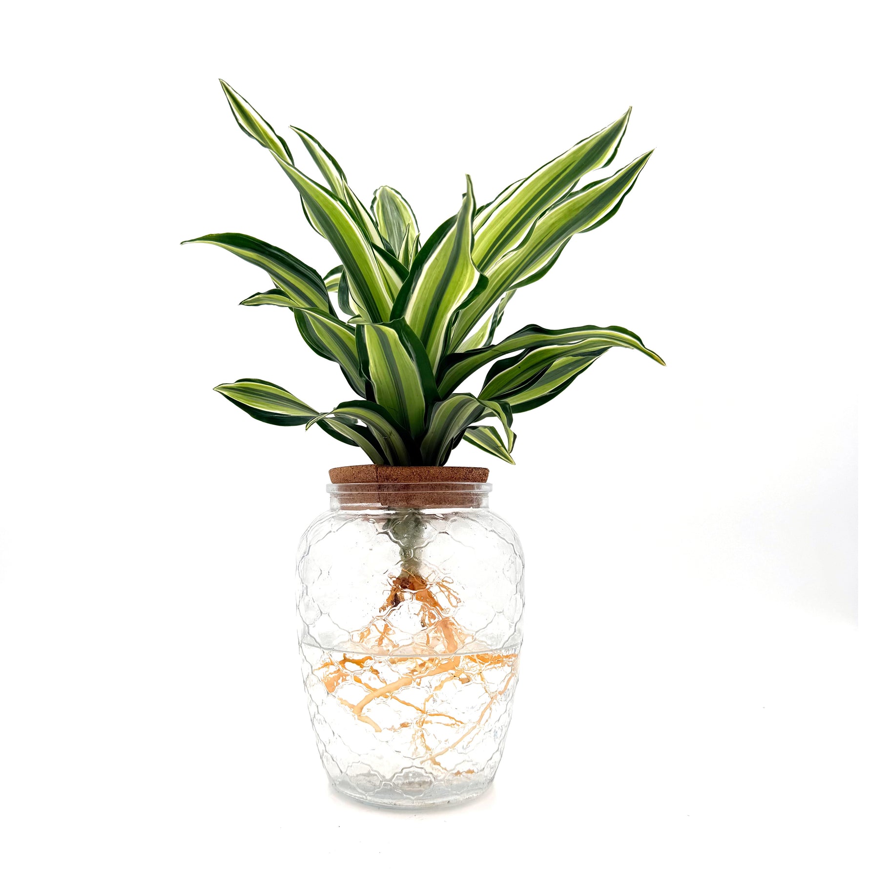 leafjoy Submerged Relics Urban Urchin dracaena growing in water in a corked glass venti jar, side view