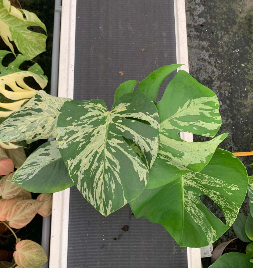 Mysteria® Vietciosa